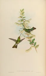 Aphantochroa gularis = Heliodoxa gularis